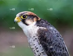 开云-衭??潏x鹘廭璦?[匵^i爥輠€3蔅z躸璡J'嚩q瀏宪遃炽l?婬膦R?x頄乪n悪的简单介绍